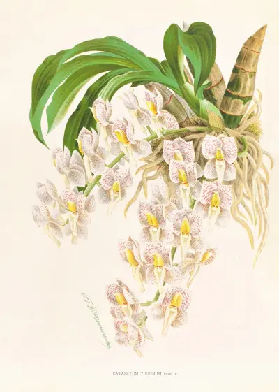 Catasetum tigrinum av Jean Jules Linden
