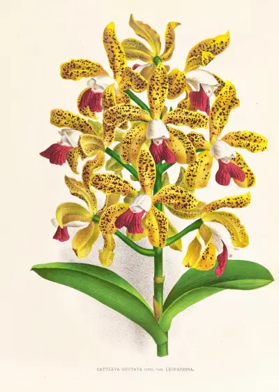 Cattleya guttata av Jean Jules Linden