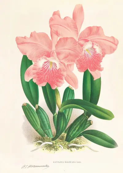 Cattleya Malouana av Jean Jules Linden