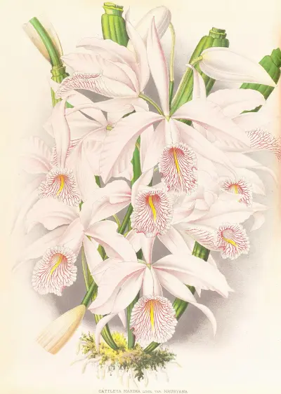 Cattleya Maxima av Jean Jules Linden