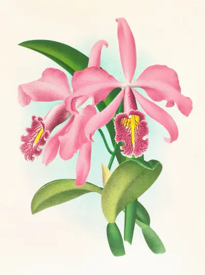 Cattleya maxima. av Jean Jules Linden