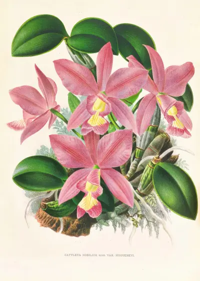 Cattleya nobilior av Jean Jules Linden