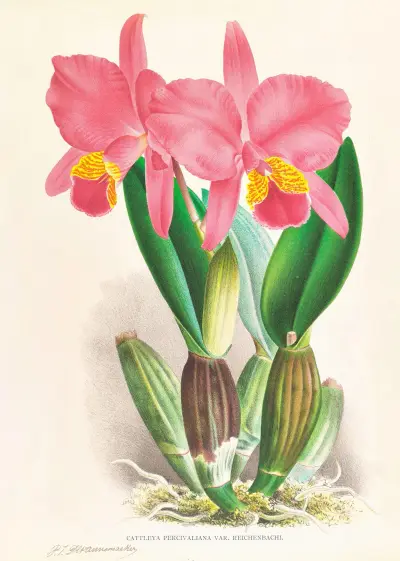 Cattleya percivaliana var reichenbachi av Jean Jules Linden