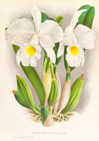 Cattleya Trianae von Jean Jules Linden