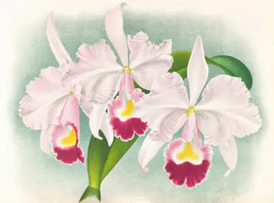 Cattleya Trianae var Martin-Cahuzac av Jean Jules Linden