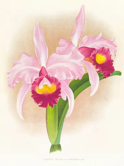 Cattleya Trianae var purpurata av Jean Jules Linden