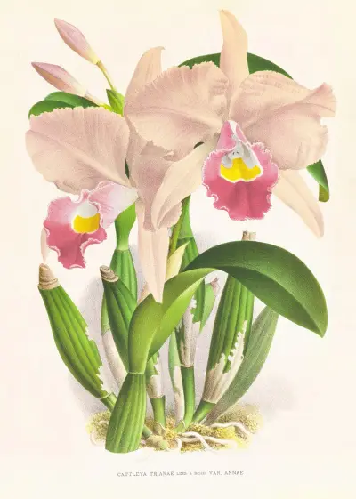 Cattleya Trianae. av Jean Jules Linden