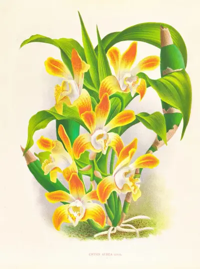 Chysis aurea av Jean Jules Linden