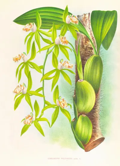 Coelogyne peltastes av Jean Jules Linden