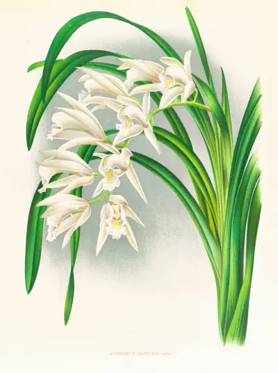 Cymbidium mastersi av Jean Jules Linden