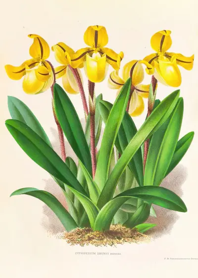 Cypripedium Druryi av Jean Jules Linden