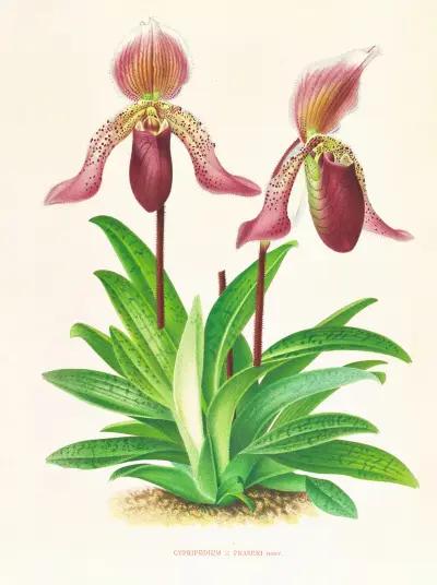 Cypripedium fraseri av Jean Jules Linden