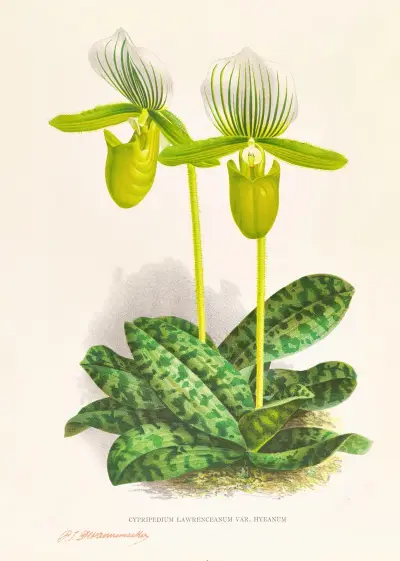 Cypripedium lawrenceanum var hyeanum av Jean Jules Linden