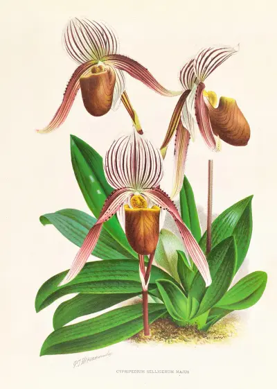 Cypripedium selligerum majus av Jean Jules Linden