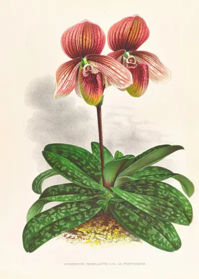 Cypripedium tessellatum av Jean Jules Linden