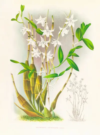 Dendrobium crumenatum av Jean Jules Linden
