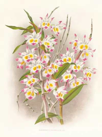 Dendrobium devonianum av Jean Jules Linden