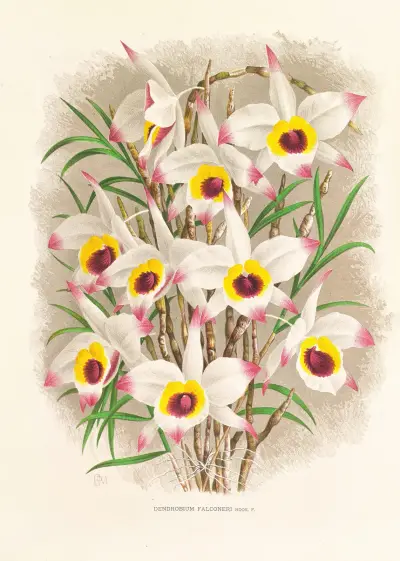 Dendrobium Falconeri av Jean Jules Linden