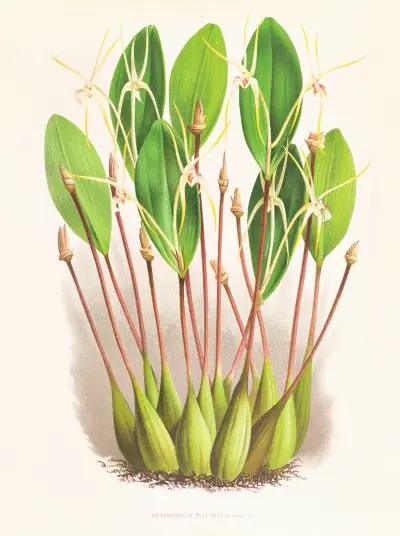 Dendrobium Inauditum av Jean Jules Linden