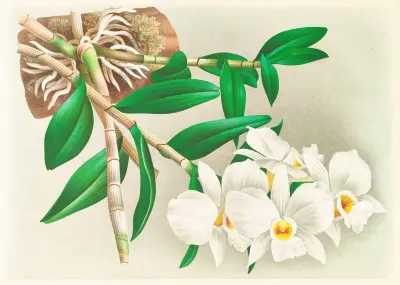 Dendrobium infundibulum av Jean Jules Linden