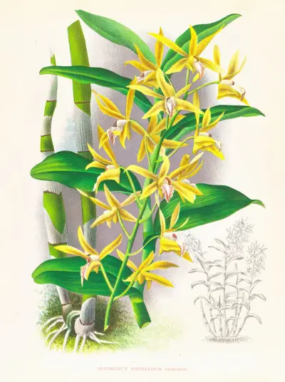 Dendrobium mirbelianum av Jean Jules Linden