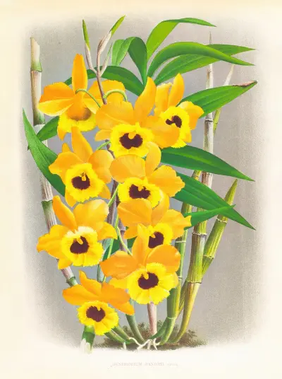 Dendrobium paxtoni av Jean Jules Linden