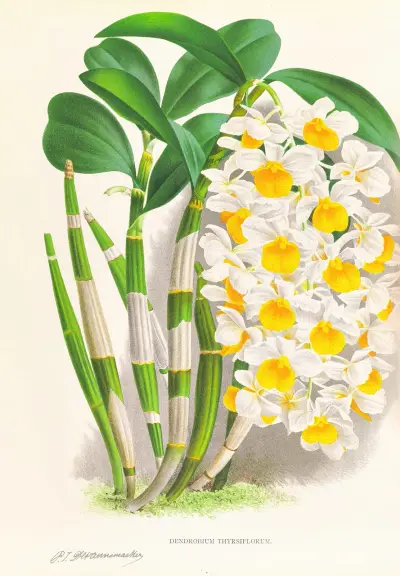 Dendrobium thyrsiflorum av Jean Jules Linden