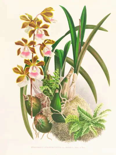 Epidendrum atropurpureum av Jean Jules Linden