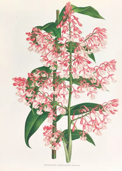 Epidendrum Paniculatum av Jean Jules Linden