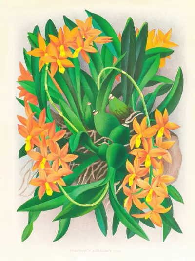 Epidendrum vitellinum av Jean Jules Linden