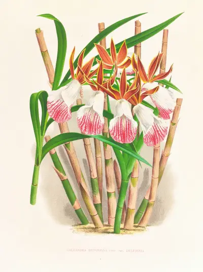 Galendra devoniana av Jean Jules Linden