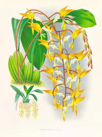 Gongora maculata av Jean Jules Linden