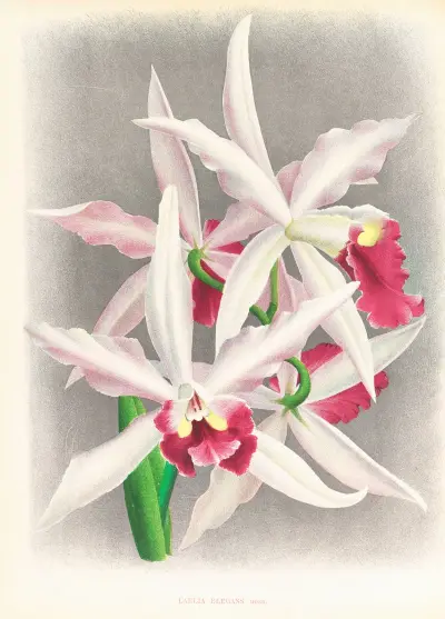 Laelia elegans av Jean Jules Linden