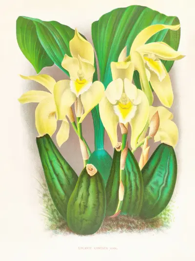 Lycaste costata av Jean Jules Linden