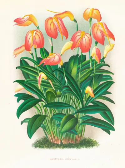Masdevallia ignea av Jean Jules Linden