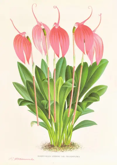 Masdevallia lindeni var grandiflora av Jean Jules Linden