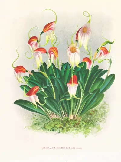 Masdevallia reichenbachiana av Jean Jules Linden