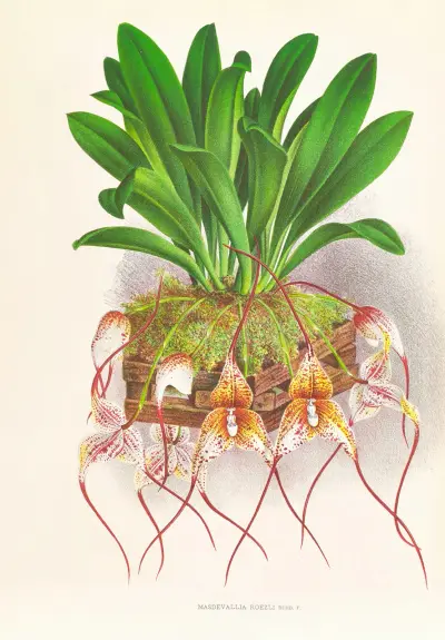 Masdevallia Roezli av Jean Jules Linden