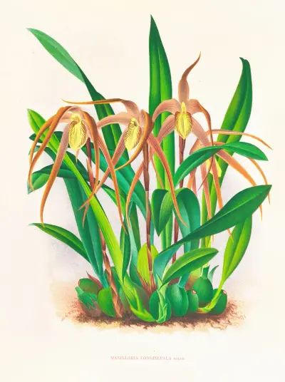 Maxillaria longisepala av Jean Jules Linden