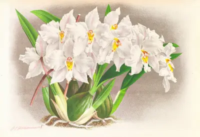 Odontoglossum alexandrae av Jean Jules Linden