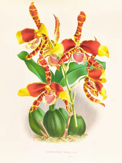 Odontoglossum grande av Jean Jules Linden