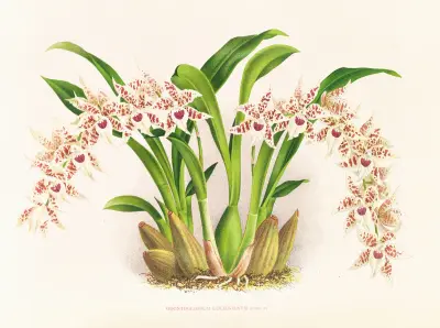 Odontoglossum lucianianum, Jean Jules Linden