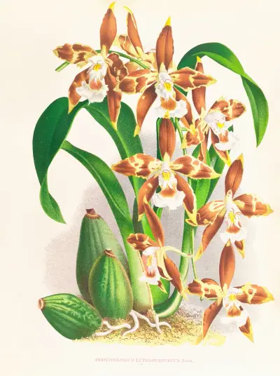 Odontoglossum luteo-purpureum av Jean Jules Linden