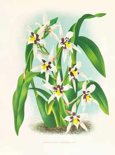 Odontoglossum maxillare av Jean Jules Linden