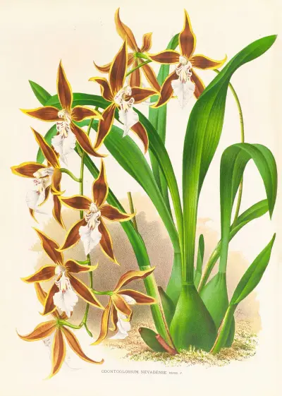 Odontoglossum nevadense av Jean Jules Linden