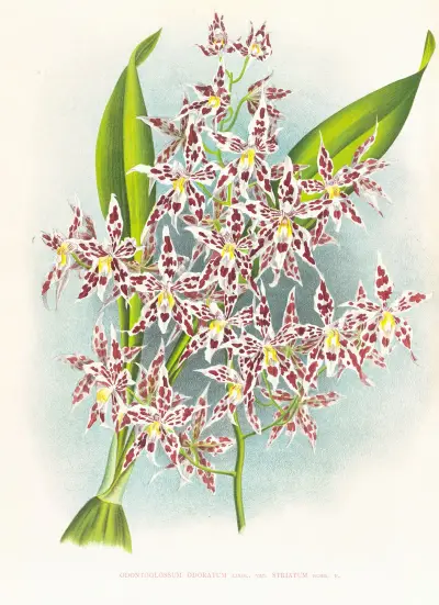 Odontoglossum odoratum var striatum av Jean Jules Linden