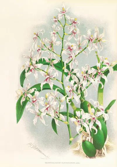 Odontoglossum ramosissimum av Jean Jules Linden