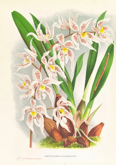 Odontoglossum Ruckerianum av Jean Jules Linden