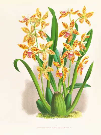Odontoglossum schillerianum av Jean Jules Linden