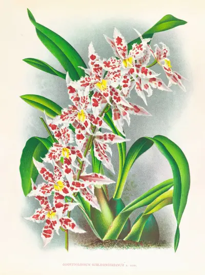 Odontoglossum schlesingerianum av Jean Jules Linden